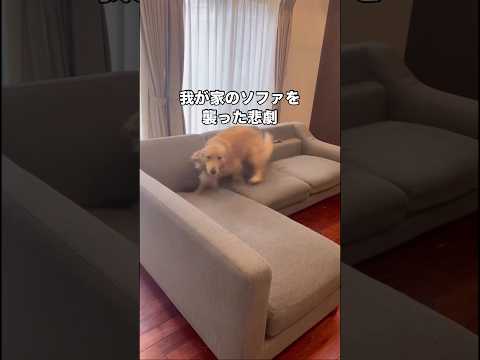 15秒後、再び我が家のソファを襲った悲劇 ゴールデンレトリバー 大型犬 超大型犬 shorts サムネイル
