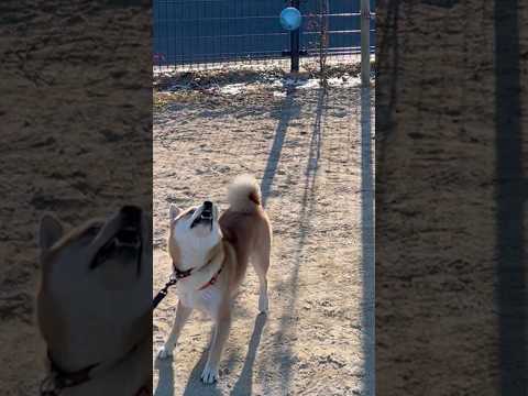 運動神経悪い芸犬　柴犬　柴犬とん サムネイル