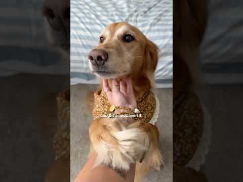 Come to my golden retriever 2026blonde goldenretreiver dogb… サムネイル