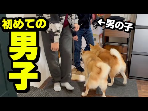突然の男友達の訪問で娘と柴犬の反応が面白過ぎました サムネイル