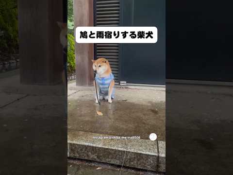 鳩たちと一緒に雨宿りする柴犬　柴犬　犬　かわいい犬 犬のいる暮らし 鳩