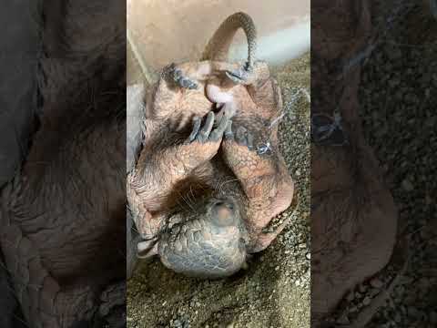 どうしても眠たいアルマジロのジローラモ君💤shorts 動物 アルマジロ サムネイル