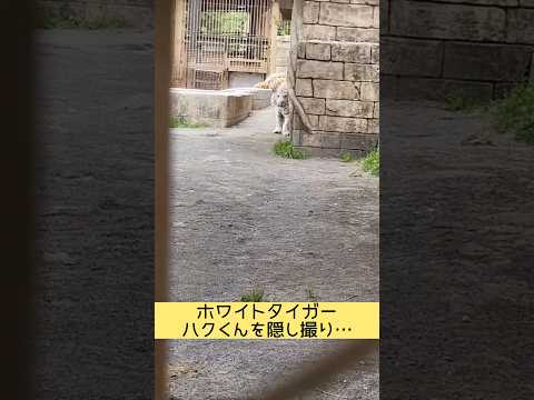 ホワイトタイガー　ハクくんを隠し撮り⁉︎ 東武動物公園 癒し 動物 動物園 ベンガルトラ ホワイトタイガー ハク かく… サムネイル