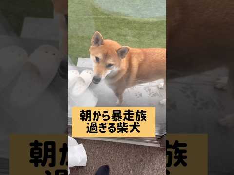 真逆すぎる柴犬達の朝の様子とは…柴犬 サムネイル