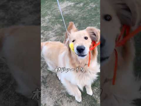 新エビフライ入荷しました🍤 大型犬 ゴールデンレトリバー サムネイル