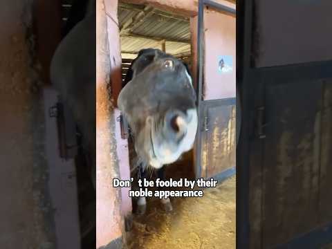 Why do horses seem to especially like cats? 🐎❤️🐱animals lov… サムネイル