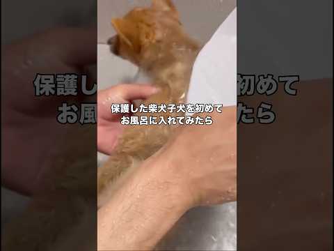保護されて初めてのお風呂なのに吠えもビビりもしないお利口すぎる柴犬子犬 保護犬 子犬 柴犬 shorts サムネイル