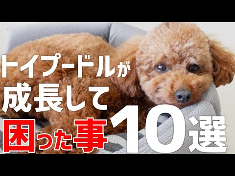 【必見】トイプードルが成長して困ること10選【成犬】 サムネイル
