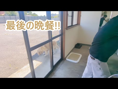 柊と最後の晩餐。ゴールデンレトリバーティト サムネイル