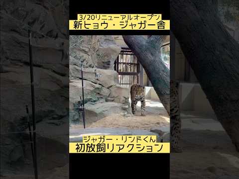 【3/20リニューアルオープン　新ヒョウ・ジャガー舎】ジャガー・リンドくんのファーストリアクション　東武動物公園 動物… サムネイル