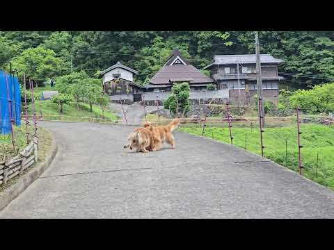 派手に戯れる親子のゴールデンレトリバーと地味に今を盛りに咲く柿の花。 サムネイル