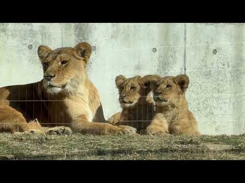 ママとくつろぐ❣️仔ライオン🦁　のんほいパーク　2026年1月23日