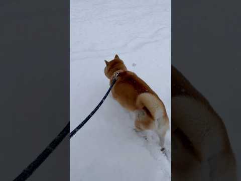 柴犬福 母と雪の中も散歩する柴犬🤣Shiba-Walk❄️shorts funny funnydog dogshort… サムネイル