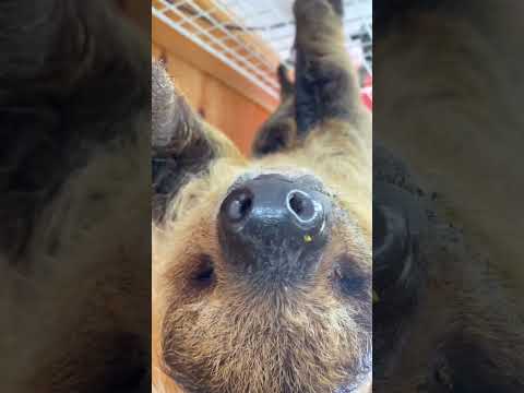 ナマケモノだとスロー再生でもバレない？shorts ナマケモノ sloth サムネイル