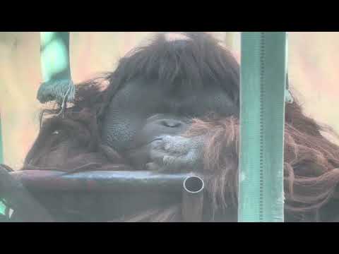 ボルネオオランウータン🦧　の王子ムムくん　王子動物園　2025年12月27日 サムネイル