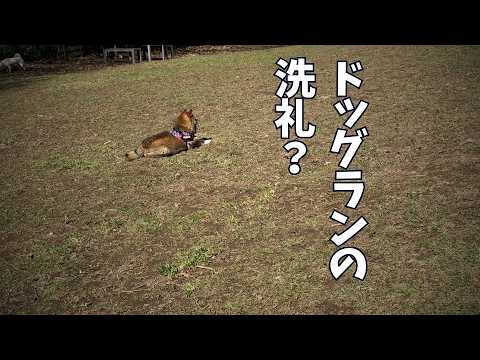 12歳の柴犬をドッグランに連れて行ってみたものの・・・ サムネイル