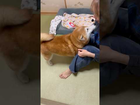 柴犬福 姉ルギー発動して✖️押されちゃう柴犬🤣Sis and Shiba🤣姉と柴 shorts 柴犬 japanese… サムネイル