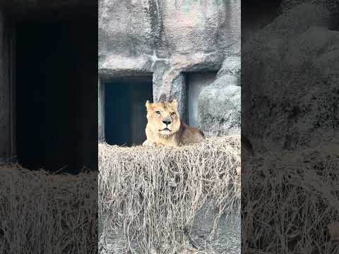 shorts サーシャの日　5歳の誕生日イベント　アムールトラ🐯　浜松市動物園　2026年2月14日　IMG 8495 サムネイル