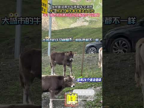 當你嘗試用牛叫聲和牛交流時 牛 神奇動物 意外 有趣 搞笑 amazing funny cow laugh shorts サムネイル
