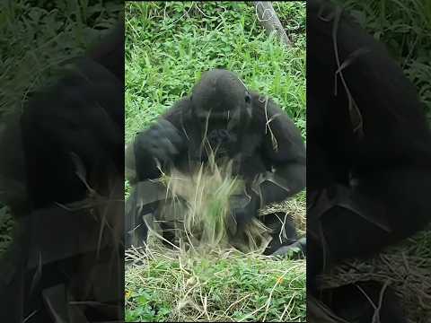 cute gorilla 🤣 gorillatag taipeizoo 金剛猩猩 台北市立動物園 zoo funny… サムネイル