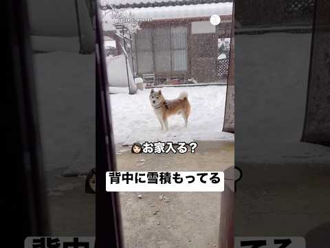 背中に雪が積もっても…お家に入りたくない柴犬😂 柴犬 犬 いぬ 犬のいる暮らし 可愛い犬