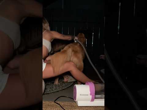 coming home to my golden retriever🥵goldenretreivers dog pup… サムネイル