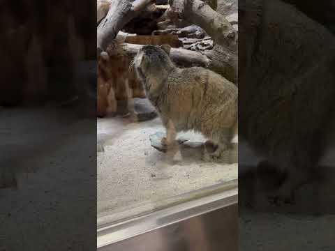 shorts 夕食準備中のバックヤードを覗くプリームラちゃん　マヌルネコ　上野動物園にて　2026年5月8日