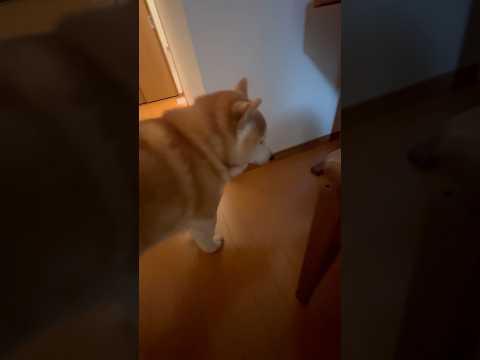 柴犬福 ピアノも点検する柴犬🤣Why here🤣shorts funny funnydog 柴犬 shibainu d… サムネイル