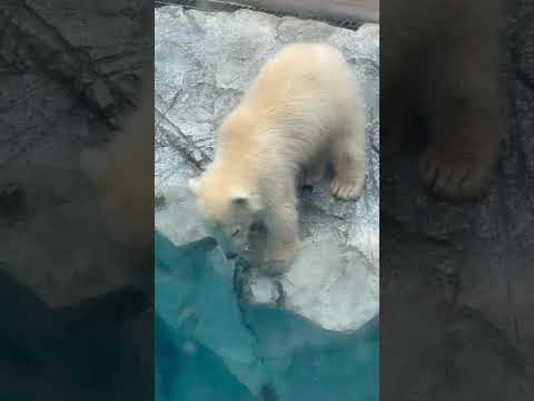 shorts 泳ぐだしそうで 今じゃ無い！なモモ太くん　  ホッキョクグマ　秋田県男鹿水族館GAOにて2026年5月1日 サムネイル
