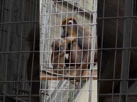 shorts ルルさんジャックくん親子　マンドリル　浜松市動物園にて　2026年4月5日
