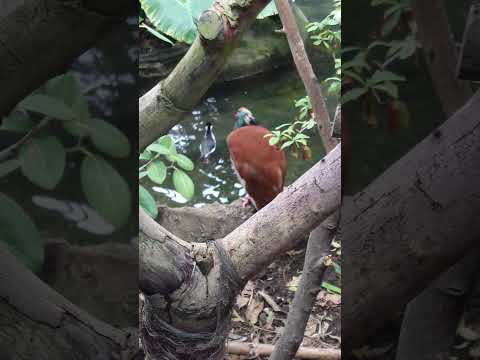 shorts マダガスカルトキ　那須どうぶつ王国 サムネイル