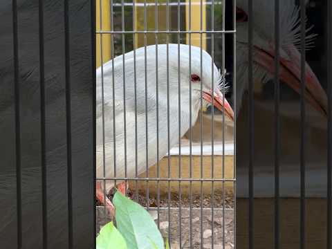 shorts ムラリンかな？　カグー　野毛山動物園にて　2026年5月10日