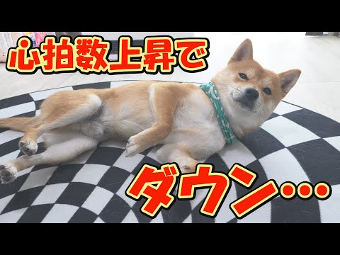 興奮して暴走した柴犬が次第に体力を失い、グダグダになっていく様子が可愛すぎました。 サムネイル