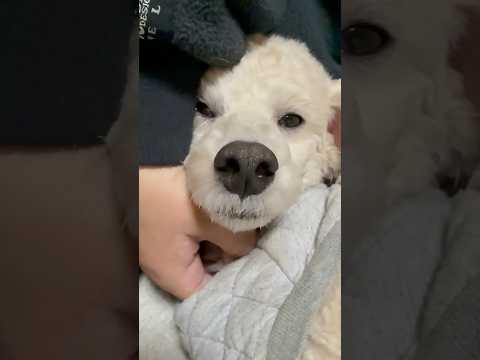 shorts 眠くなった❣️タローちゃん　トイプードル　2026年2月2日 サムネイル