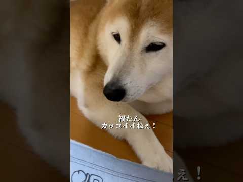 柴犬福 血統書名が源氏物語過ぎる柴犬🤣Sis and Shiba🤣姉と柴 shorts japanesedog 柴犬… サムネイル