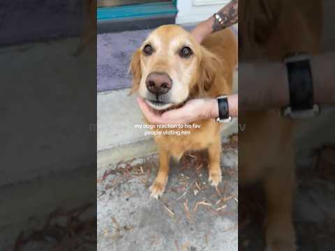 coming home to my golden retriever🥵 goldenretreiver dog ind… サムネイル