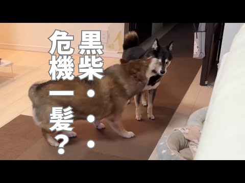 黒柴あずきの「保護犬を仲間にしたと思ったのに・・・」 サムネイル