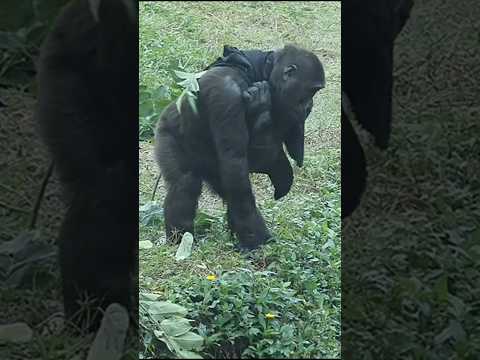 Ringo帥氣披布和Jabali開心跑 gorilla gorillatag taipeizoo 台北市立動物園