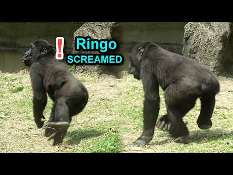 Gorilla Ringo got frightened, screamed, Jabali pouted, Jaba… サムネイル
