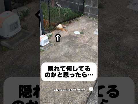 こっそり草を食べてた柴犬、バレた瞬間の反応が面白い😂　　柴犬　犬　面白い　犬のいる暮らし かわいい犬 サムネイル
