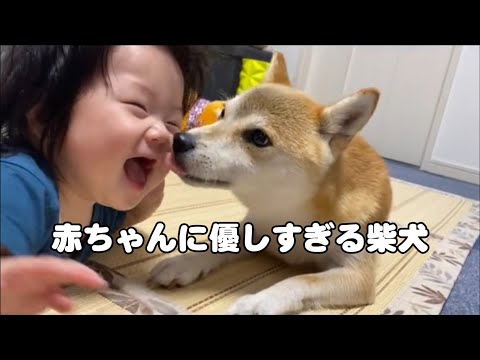 赤ちゃんに優しすぎる柴犬。泣いたらボールを渡して、怒らず見守る