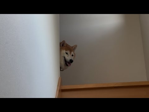 柴犬福 日中に兄を出迎える時の柴犬🤣Brother and Shiba🤣 サムネイル