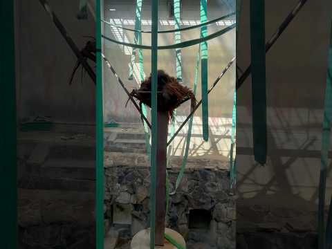 shorts ボルネオオランウータン🦧の王子ムムくん　王子動物園　2025年12月27日 サムネイル