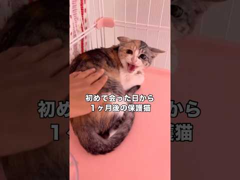 初めて会った日から1ヶ月が経過したパステル三毛 三毛猫 保護猫 三毛 shorts サムネイル