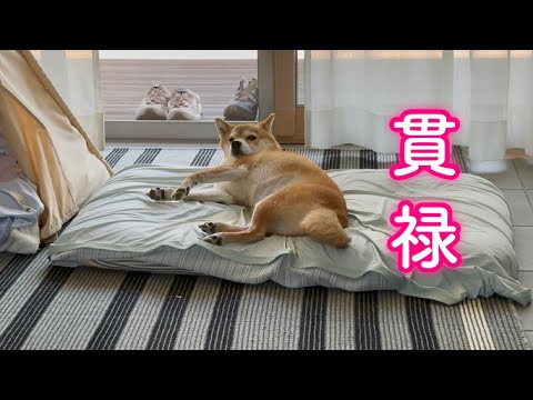 弟犬が異変を知らせるも横綱の落ち着きで貫禄を見せつける柴犬が可愛い サムネイル