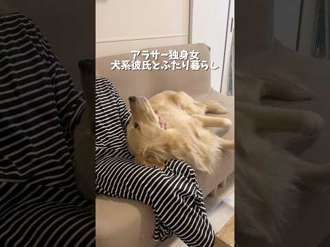 ご飯のあとは無限なでなで編がはじまります🤣ゴールデンレトリバー 犬と2人暮らし goldenretriever サムネイル