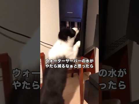 すごい勢いで水が減ってくなと思ってたらホシは自宅にいました ボーダーコリー 子犬 shorts サムネイル