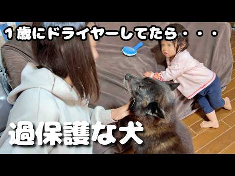 赤ちゃんにドライヤーしてたら勘違いした愛犬が守ろうと・・・ サムネイル