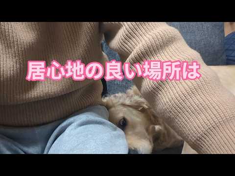 居心地の良い場所はどっちが優先？ゴールデンレトリバーティト サムネイル