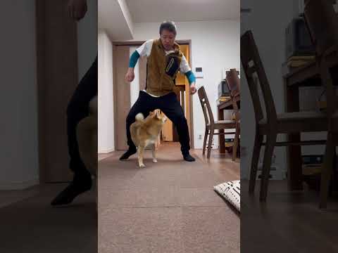 柴犬とん君と流行りのヤツをやってみたシリーズ　柴犬　柴犬とん サムネイル